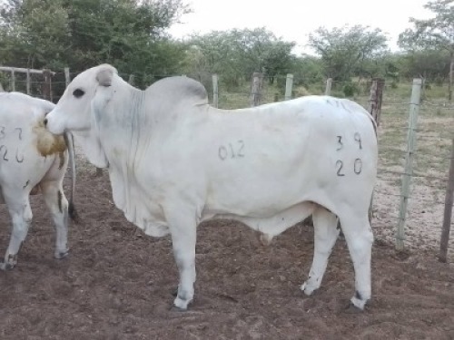 1 x WHITE BRAHMAN BULL Bertus van der Merwe