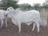 1 x WHITE BRAHMAN BULL Bertus van der Merwe