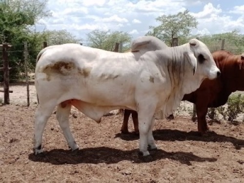 1 x WHITE BRAHMAN BULL Bertus van der Merwe