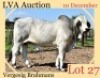 1 x WHITE BRAHMAN BULL Corrie Bekker