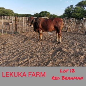 1 x RED BRAHMAN BULL Lekuka