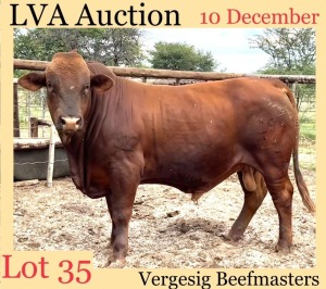 1 x BEEF MASTER BULL Hendrick Bekker