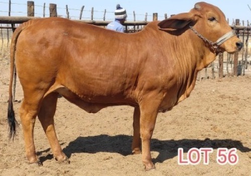 1 x RED BRAHMAN HEIFERS Mahata Stud's