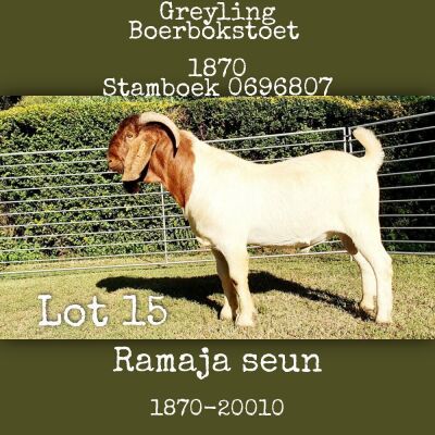 1X BOERBOK RAM Greyling Boerbokstoet - Potensieel stoet