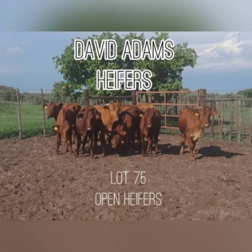 10 x BONSMARA CROSS - David Adams (Pay per animal to take the lot)
