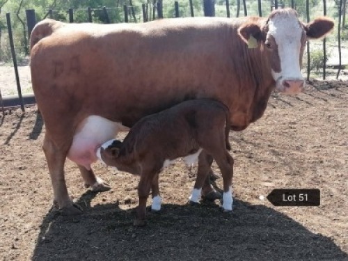 1 x SIMMENTALER COW Result Oriented