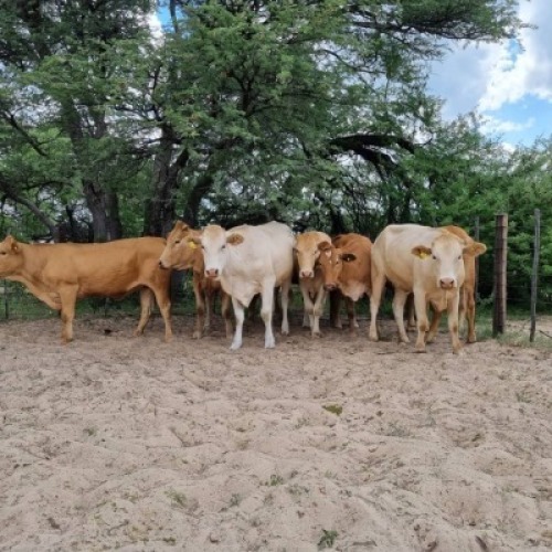 10 x COMMERCIAL - Jaco Beukes (Pay per animal to take the lot)