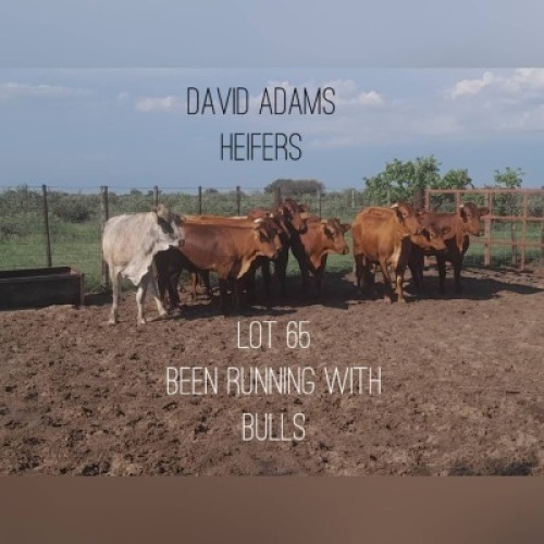 10 x BONSMARA - David Adams (Pay per animal to take the lot)
