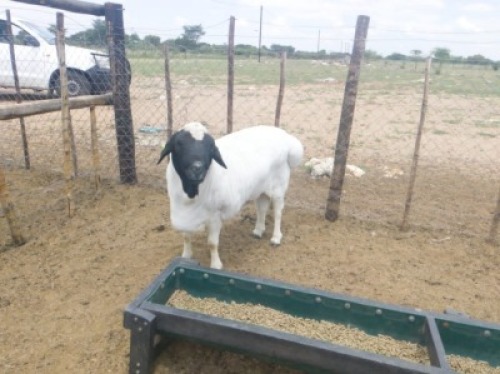 1 x PERSIAN X RAM Moses