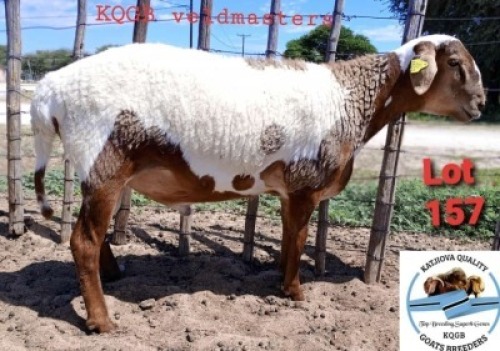 1 x VELD MASTER RAM Toy Katjiova