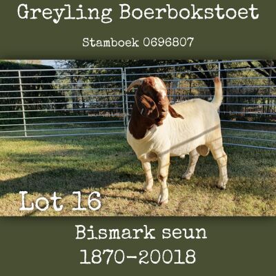 1X BOERBOK RAM Greyling Boerbokstoet - STOET
