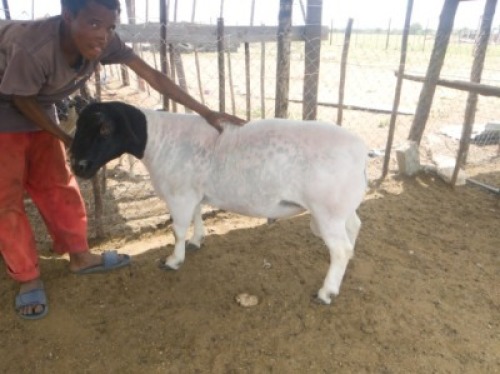 1 x DORPER RAM Moses