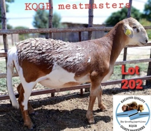 1 x MEATMASTER RAM Toy Katjiova