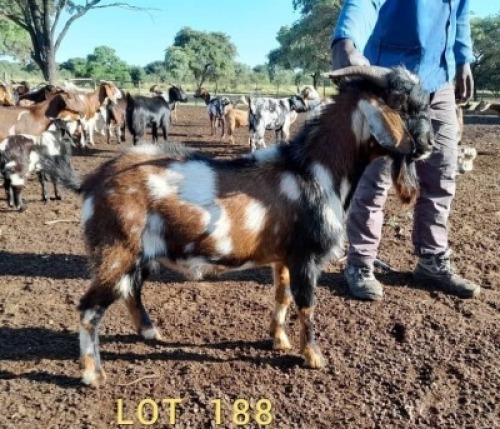 1 x CAPE LOB EAR BUCK JC