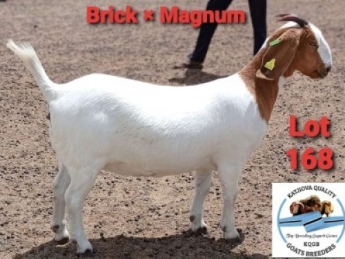 1 x BOER GOAT BUCK Toy Katjiova