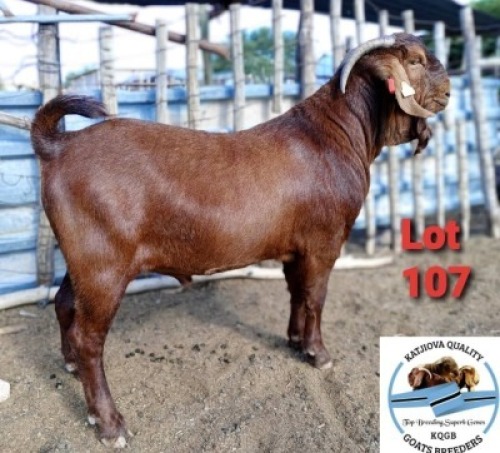 1 x KALAHARI RED BUCK Toy Katjiova