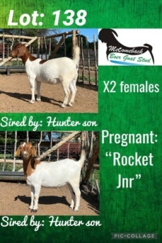 2 x BOER GOAT EWE Hardus Visser (Pay per animal to take the lot)