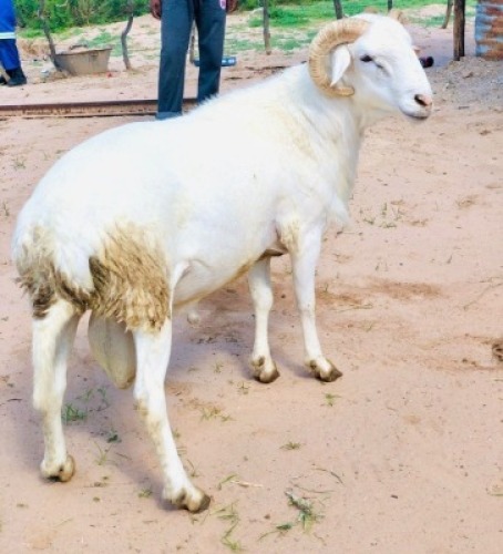 1 x MEATMASTER RAM Adan Bimbo