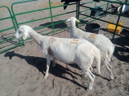 2 x MEATMASTER EWE Adam Bimbo (Pay per animal to take the lot)