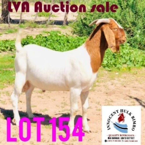 0 x BOER GOAT BUCK Adam Bimbo