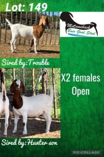2 x BOER GOAT EWE Hardus Visser
