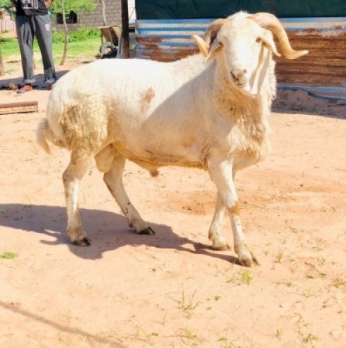 1 x MEATMASTER RAM Adam Bimbo