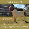 1X BOERBOK RAM Greyling Boerbokstoet