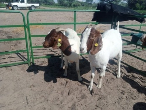 2 x BOER GOAT EWE Adam Bimbo (Pay per animal to take the lot)