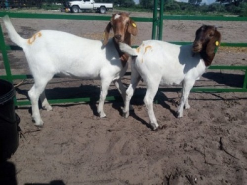 2 x BOER GOAT EWE Adam Bimbo (Pay per animal to take the lot)