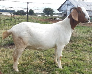 1X BOERBOK OOI/EWE LENIZE STOET - KUDDE