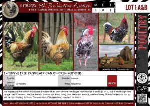 LOT 1A 1X Exclusive Free Range African Chicken Rooster LASARUS Albertinia