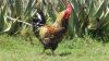 LOT 1A 1X Exclusive Free Range African Chicken Rooster LASARUS Albertinia - 2