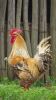 LOT 1A 1X Exclusive Free Range African Chicken Rooster LASARUS Albertinia - 3