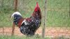 LOT 1A 1X Exclusive Free Range African Chicken Rooster LASARUS Albertinia - 5