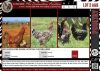 LOT 2A 5X Exclusive Free Range African Chicken Hens LASARUS Albertinia (Pay per Piece to take all)