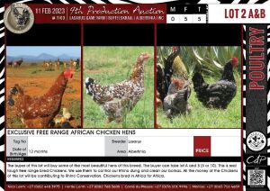 LOT 2A 5X Exclusive Free Range African Chicken Hens LASARUS Albertinia (Pay per Piece to take all)