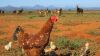 LOT 2A 5X Exclusive Free Range African Chicken Hens LASARUS Albertinia (Pay per Piece to take all) - 2