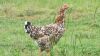 LOT 2A 5X Exclusive Free Range African Chicken Hens LASARUS Albertinia (Pay per Piece to take all) - 3