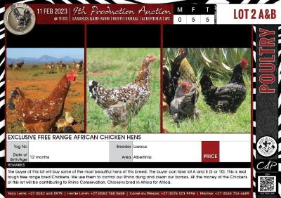 LOT 2B 5X Exclusive Free Range African Chicken Hens LASARUS Albertinia (Pay per Piece to take all)