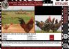 LOT 3B 4X Free Range African Chicken Breeding Group LASARUS Albertinia (Pay per Piece to take all)