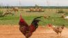 LOT 3B 4X Free Range African Chicken Breeding Group LASARUS Albertinia (Pay per Piece to take all) - 2