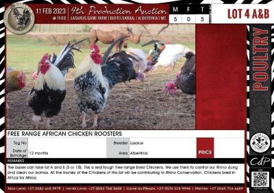 LOT 4A 5X Free Range African Chicken Roosters LASARUS Albertinia (Pay per Piece to take all)