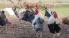 LOT 4A 5X Free Range African Chicken Roosters LASARUS Albertinia (Pay per Piece to take all) - 2