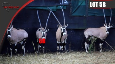 Bushveld Oryx