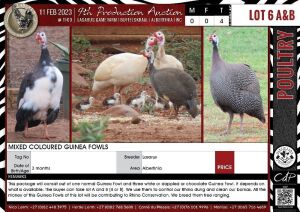 LOT 6A 4X Mixed Coloured Guinea Fowls LASARUS Albertinia (Pay per Piece to take all)