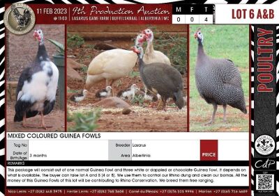 LOT 6A 4X Mixed Coloured Guinea Fowls LASARUS Albertinia (Pay per Piece to take all)