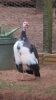 LOT 6A 4X Mixed Coloured Guinea Fowls LASARUS Albertinia (Pay per Piece to take all) - 2