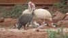 LOT 6A 4X Mixed Coloured Guinea Fowls LASARUS Albertinia (Pay per Piece to take all) - 3