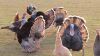 LOT 8A 2X White and Grey Turkeys LASARUS Albertinia (Pay per Piece to take all) - 2