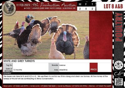 LOT 8B 2X White and Grey Turkeys LASARUS Albertinia (Pay per Piece to take all)